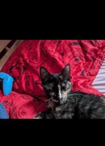Katze entlaufen