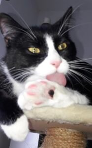 Suche Katzenbetreuung während Urlaub