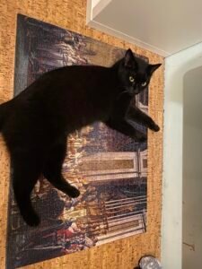 Kater vermisst