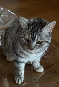 Katze gesucht