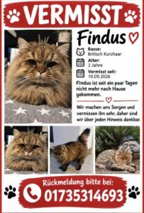 Vermisster Kater
